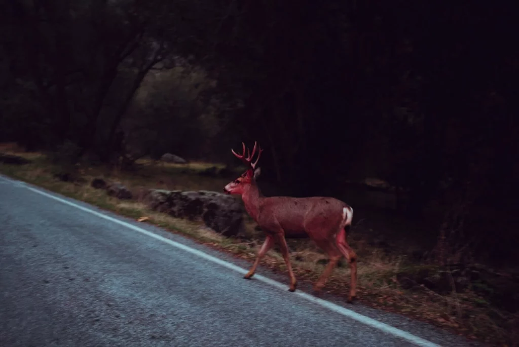 The red Deer de la série I'm not from here de Théo Giacometti